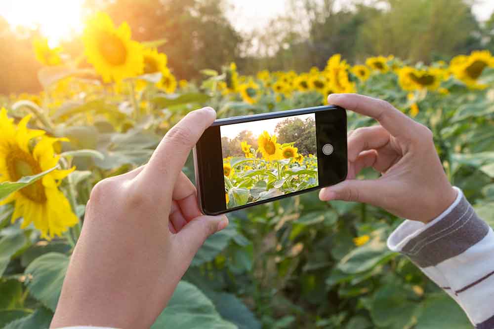 5 Simple Steps to Improve Your Phone Photography
